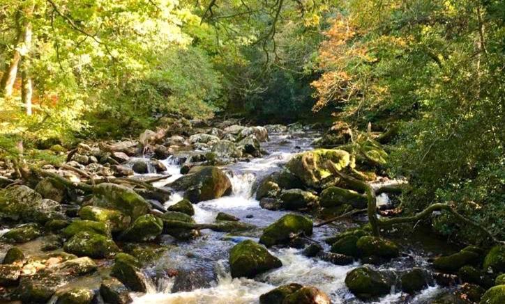 Bossell Devon * Buckfastleigh
